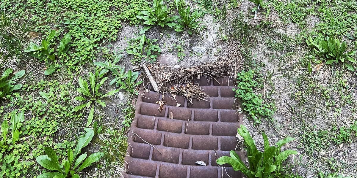 Rusted rectangular metal grate lies partially buried and clogged with dried grass and roots, set in a patch of dirt surrounded by clover, dandelion-like broadleaf weeds and sparse grass.
