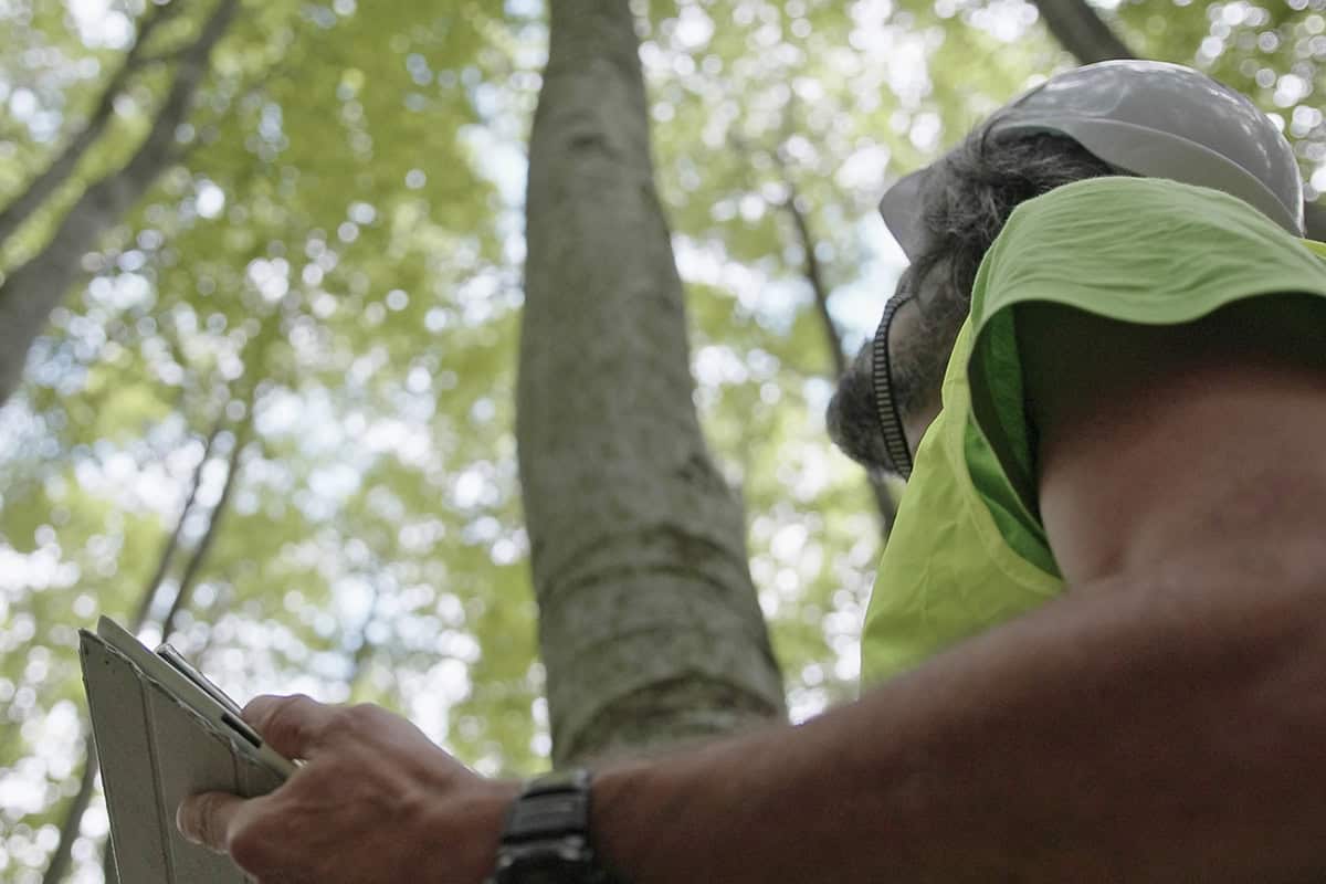 Person in a white hard hat and neon green vest holds a tablet and looks up at a tall tree, photographed from low angle amid a sunlit, leafy deciduous forest.